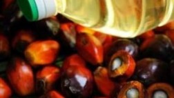 The Benefits of Palm Oil for Health, Not Yet Realized by the Public